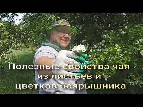 Видео: Чай из листьев и цветков боярышника. Почему важно использовать?