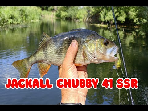 Видео: Тестирую Jackall Chubby 41 SSR и сразу много поклевок!