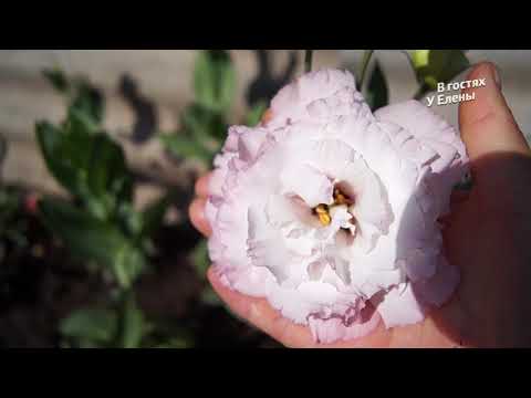 Видео: ДАЧА. НЕ ПРОПУСТИТЕ: ПАРАД ТОМАТОВ, СБОР СЕМЯН. ЧАСТЬ 1