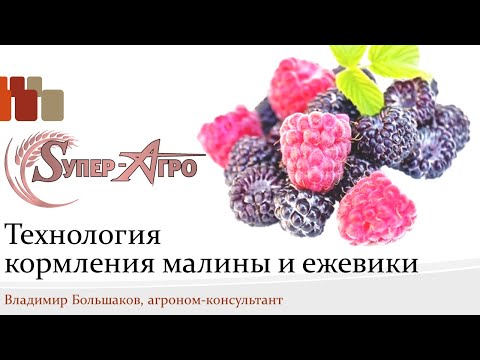 Видео: Питание малины и ежевики