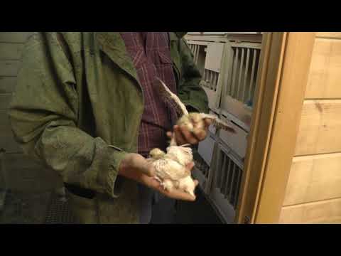 Видео: Голуби Узбекские, Гульбаданы,Гульбадамы, Александра Афганца  (часть - 5)