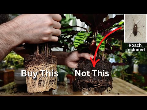 Видео: 1 Калатея гремучая, 5 питомников | Оценка: почва, корни, инструкции по уходу, здоровье и размер