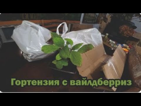 Видео: Обзор покупок с маркетплейсов: гортензия, пеньюар для стрижки, мячики пинг-понга, светодиод-лента