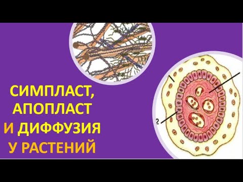 Видео: 25. Симпласт, апопласт и диффузия у растений