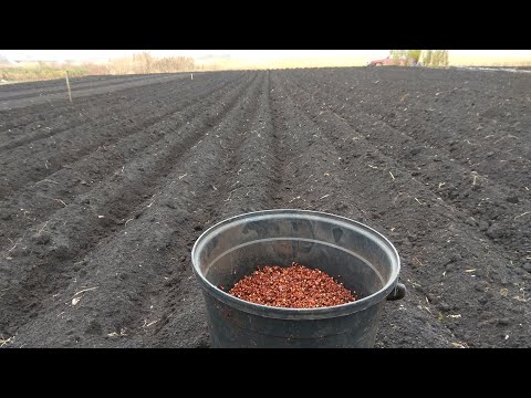 Видео: КАК ВЫРАСТИТЬ ШИПОВНИК БЕСШИПНЫЙ.РАЗМНОЖЕНИЕ ШИПОВНИКА СЕМЕНАМИ.ЧАСТЬ 1