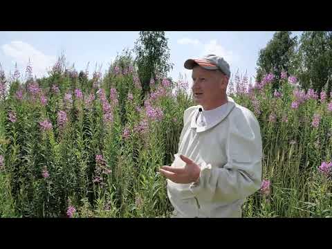 Видео: Медоносы