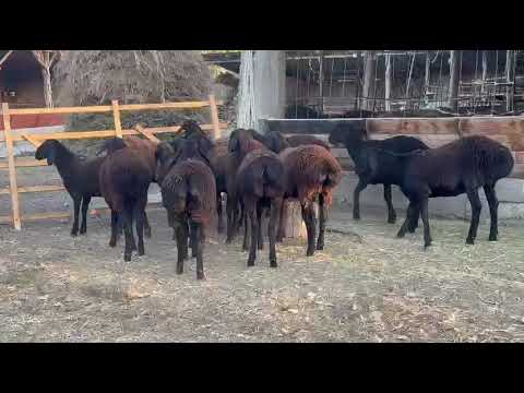 Видео: Чекчейген козулар сатылат 19500 сом Дон. +996 778 371 177