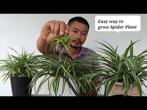 Видео: Самый простой способ размножения паукообразных растений — 100% успех каждый раз