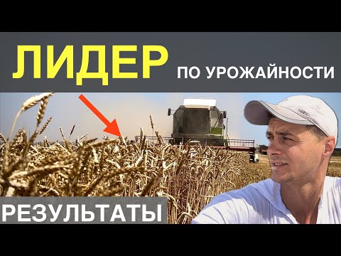 Видео: ЛУЧШИЙ СОРТ ПШЕНИЦЫ В НАШЕМ ХОЗЯЙСТВЕ? | Потери. Конец уборки. Результаты