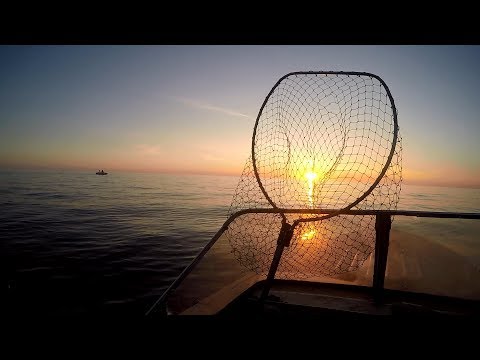 Видео: Рыбалка на судака | Ладога,Свирица