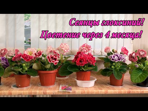 Видео: Сеянцы глоксиний! Цветение через 4 месяца!