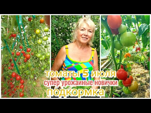 Видео: ТОМАТЫ самые урожайные СУПЕР новинки и провал года.ПОДКОРМКА и ПРОФИЛАКТИКА болезней
