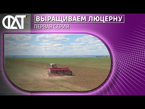 Видео: Выращиваем Люцерну