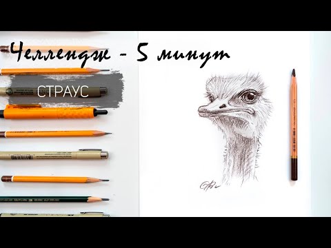 Видео: Страус  за 10 минут простым карандашом. Челлендж-пятиминутка. Рисуем регулярно