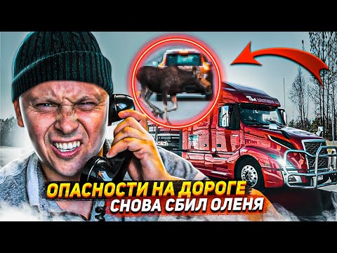 Видео: Как сбить оленя? Пошаговое руководство | Работа в Сша