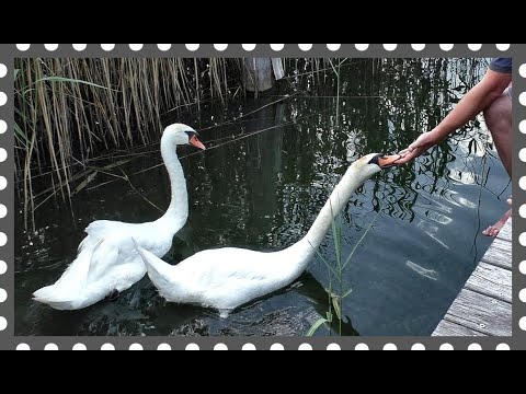 Видео: Белые лебеди едят с руки. Интересные съемки и комментарий.
