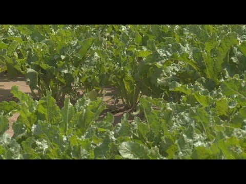Видео: Жетісу облысында қызылша алқабы жылдан-жылға қысқарып барады