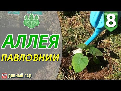 Видео: Посадка Аллеи Павловнии.
