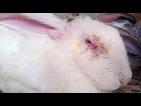 Видео: Миксоматоз у кроликов – лечение, симптомы, вакцинация.
