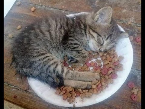 Видео: 🐕 Разбудите на ужин! 😸 Смешное видео с собаками, кошками и котятами! 🐈