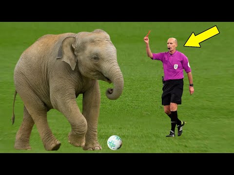 Видео: Животные на футбольном поле 😂⚽