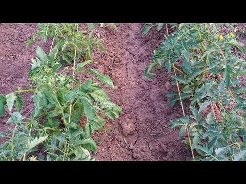 Видео: Қызанақ ерте жегіңіз келсе... Жалғасы...