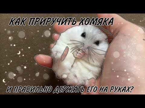 Видео: КАК ПРИРУЧИТЬ ХОМЯКА И ПРАВИЛЬНО БРАТЬ ЕГО НА РУКИ?