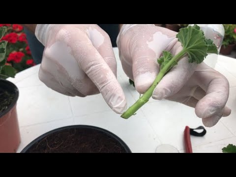 Видео: Как размножить пеларгонию черенками.
