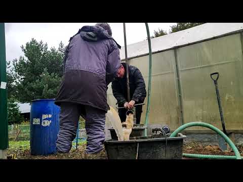 Видео: Ручное гидробурение скважины. Злая абиссинка.