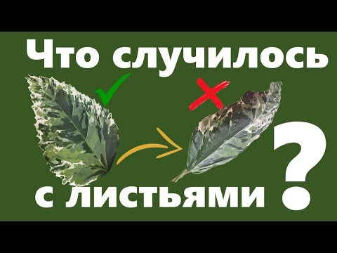 Видео: Почему скручиваются листья? Как устранить проблему: вредители, удобрения, окружающая среда