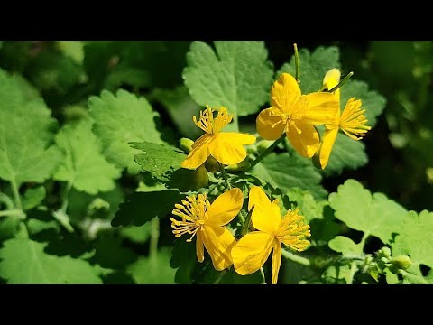 Видео: 🍀Чистотел — Ядовитое Растение, Которое Лечит! Вся правда о применении☘️