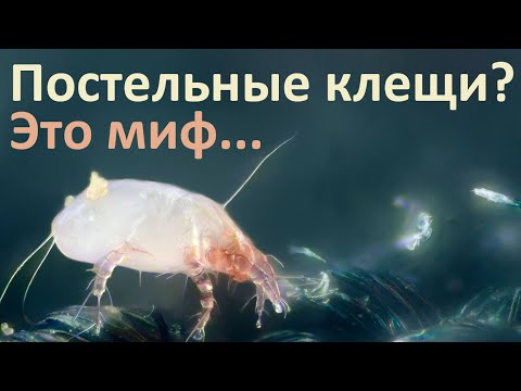 Видео: Почему постельные клещи - это миф?