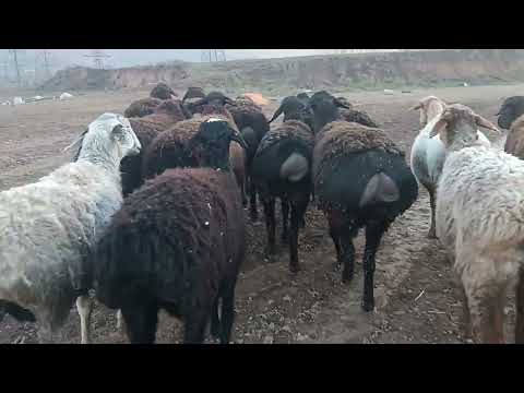 Видео: 20 октября 2025 г.