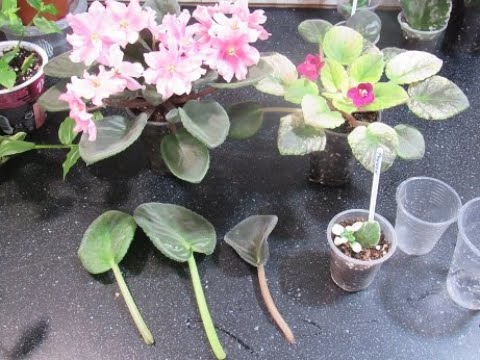 Видео: Помилки  вкорінення фіалки. Найважливіші моменти.