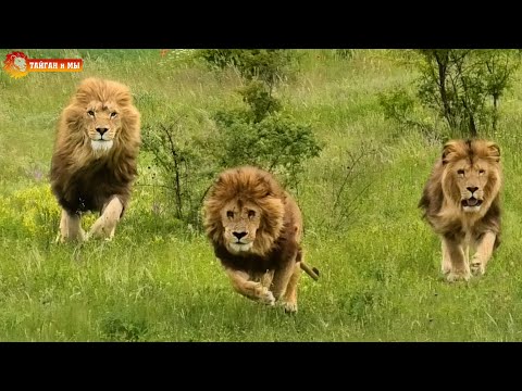 Видео: Матёрая львица охраняет границы. Сладкие львы давно так не бегали. Тайган