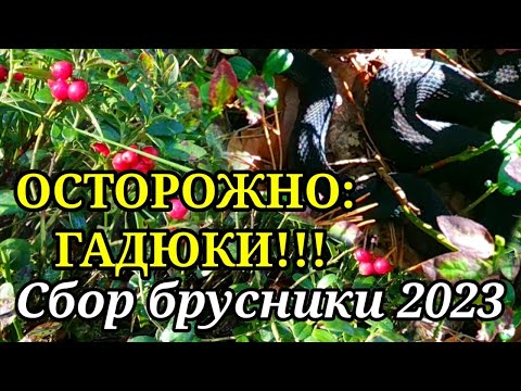 Видео: Осторожно гадюки!!! Сбор брусники в Беларуси. БРУСНИКА 2023