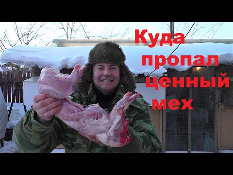 Видео: КРОЛИКИ ЭТО НЕ ЦЕННЫЙ МЕХ А ТОЛЬКО МЯСО Кролики содержание и разведение