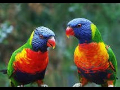 Видео: 🦜 ВЫ СПРАШИВАЛИ МЕНЯ ГДЕ ТОШКА?...