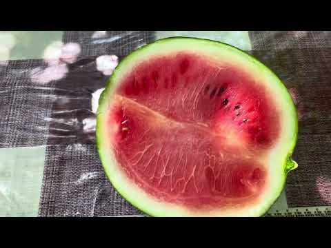 Видео: Кавун Red star F1 на Вінничині