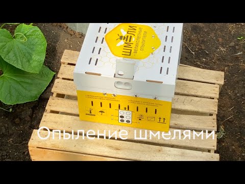 Видео: Опыление шмелями #ШПС № 130
