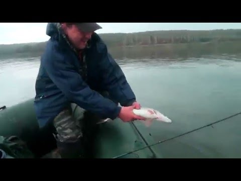 Видео: НЕВЕРОЯТНЫЙ КЛЕВ ЩУКИ И ОКУНЯ НА ДЖИГ