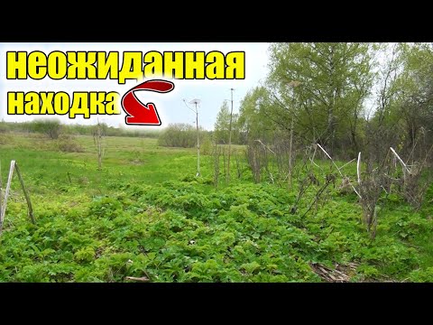 Видео: Неожиданная находка!Нашли огромную старую серебряную пуговицу!Находки в старом урочище!Коп старины!