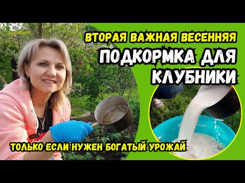 Видео: Только если нужен БОГАТЫЙ УРОЖАЙ КЛУБНИКИ подкормите её этим.... @GALABUM
