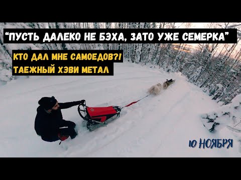 Видео: На собачей упряжке в глубь сибирской тайги!