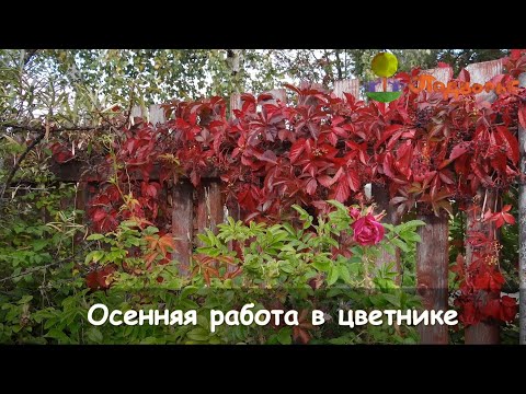 Видео: Осенняя работа в цветнике