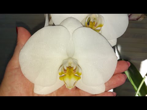 Видео: Кто БЕЛЕЕ всех у меня 😊 обзор и сравнение белых орхидей / Сого Юкидан как отличить