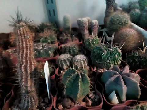 Видео: Два месяца зимовки, как выглядят кактусы?