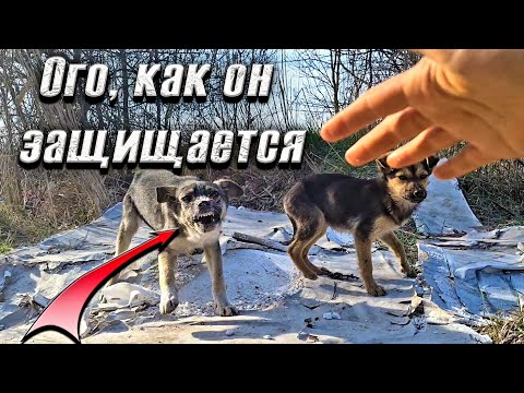 Видео: Ну это невозможно! БАГИРА не дает себя лечить. Бездомные Щенки не идут в руки😕