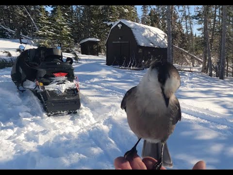 Видео: Небольшой бревенчатый домик вдали от электросети, беременная лосиха