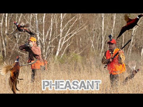 Видео: Охота на фазанов в день открытия в Массачусетсе